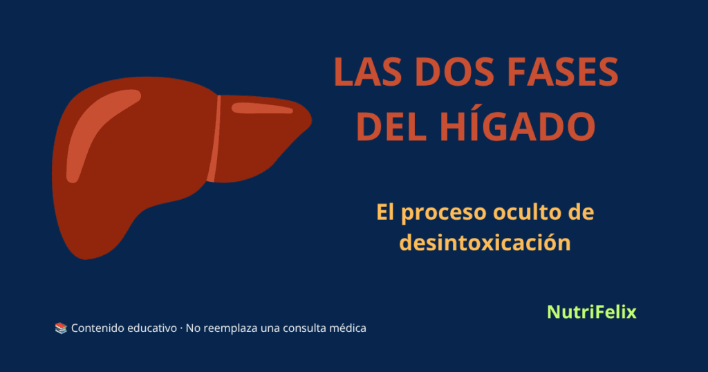 Ilustración de un hígado representando las dos fases de desintoxicación: Fase I (oxidación) y Fase II (conjugación), el proceso oculto que neutraliza toxinas en el cuerpo