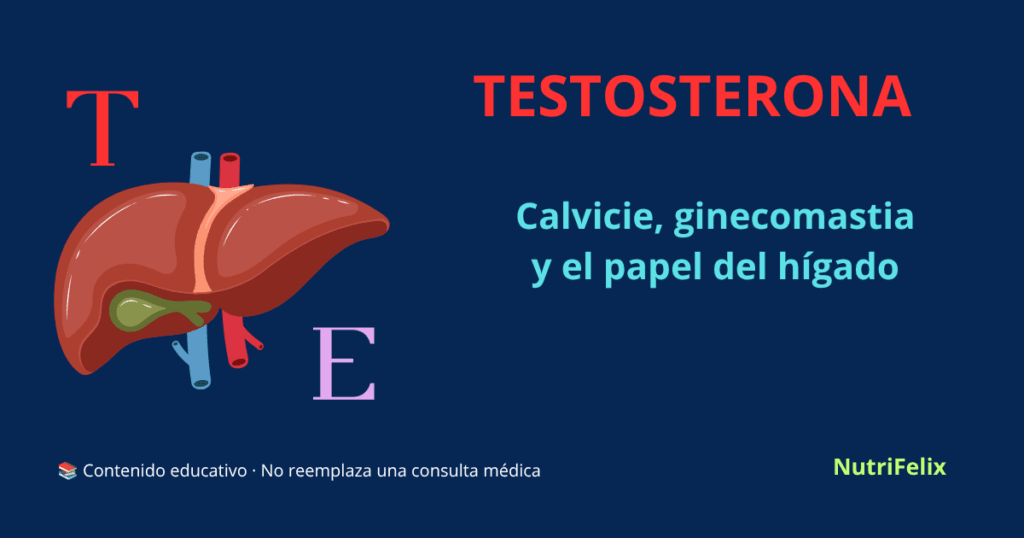 Ilustración de un hígado conectado a símbolos hormonales (testosterona y estrógenos), representando el papel del hígado en el equilibrio hormonal masculin