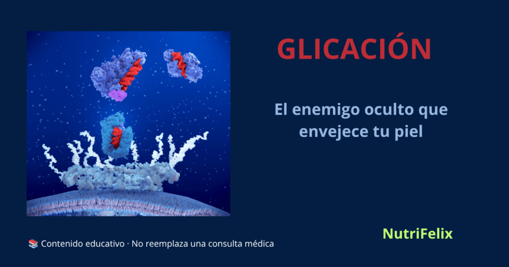 Ilustración de una molécula de azúcar uniéndose a una fibra de colágeno, representando el proceso de glicación que endurece la piel y acelera el envejecimiento