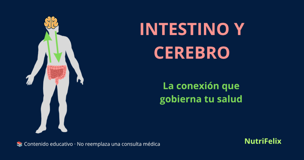 Ilustración de un cerebro conectado a un intestino, representando el eje intestino-cerebro y la comunicación bidireccional entre ambos sistemas