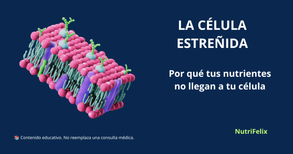 Ilustración de membrana celular con nutrientes entrando y desechos saliendo, representando el concepto de célula estreñida